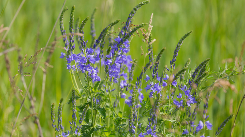 Rozrazil ožankový (Veronica teucrium)