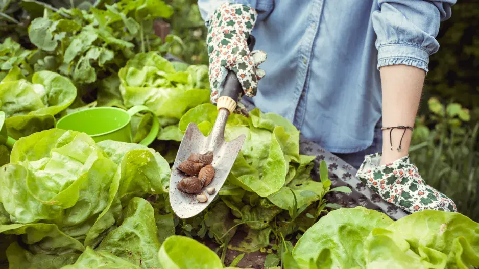 Proti slimákům vedeme tvrdý boj 