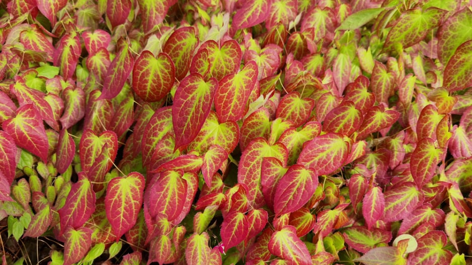 Škornice neboli Epimedium