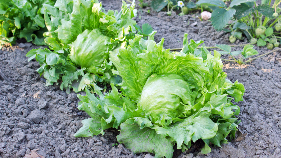Ledový salát (Lactuca sativa var. Capitata)