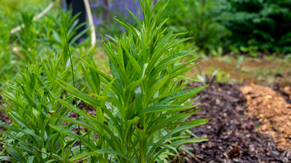 Náprstník vlnatý (Digitalis lanata) 