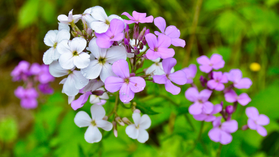 Večernice vonná (Hesperis matronalis) 