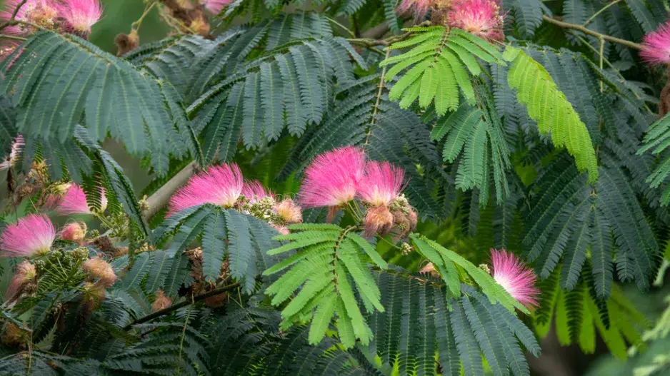 Akácie neboli kapinice Akácie neboli kapinice
