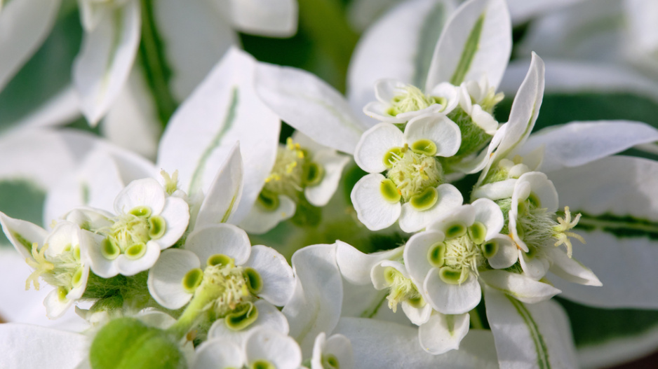 Pryšec vroubený (Euphorbia marginata)