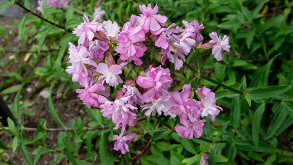 Mydlice lékařská (Saponaria officinalis)