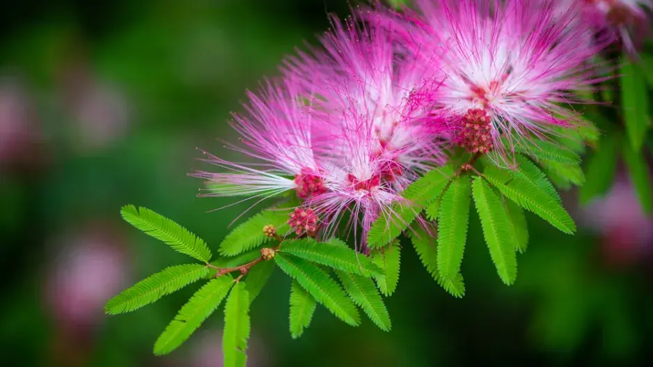 Akácie neboli kapinice Akácie neboli kapinice