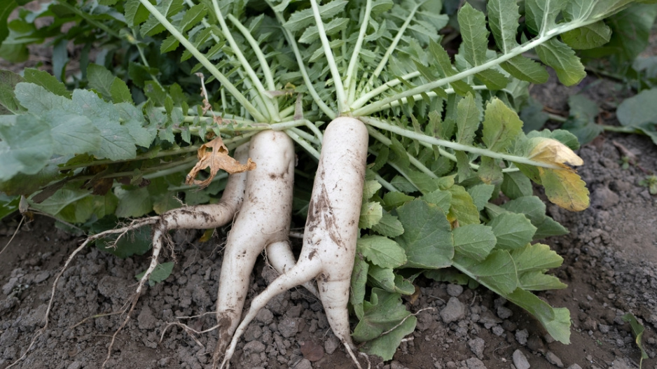 Daikon neboli ředkev setá bílá