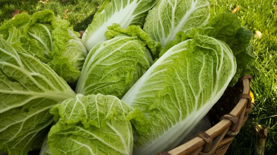 Pekingské zelí (Brassica rapa susp. Pekinensis) 
