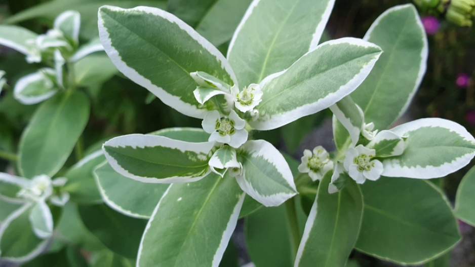 Pryšec vroubený (Euphorbia marginata)