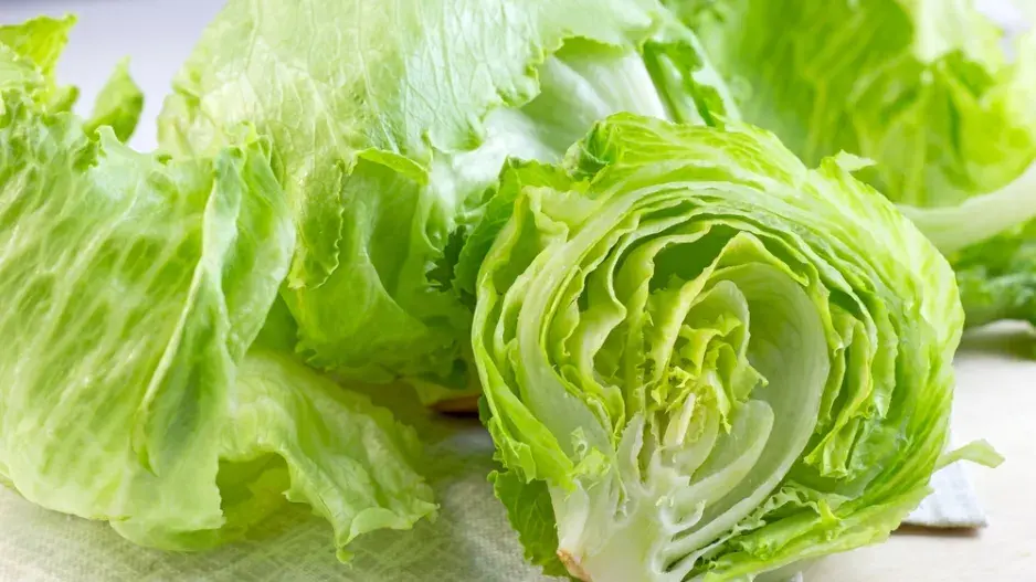 Ledový salát (Lactuca sativa var. Capitata)
