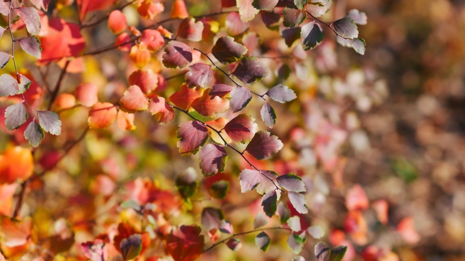 Tavolník břízolistý (Spiraea betulifolia) 
