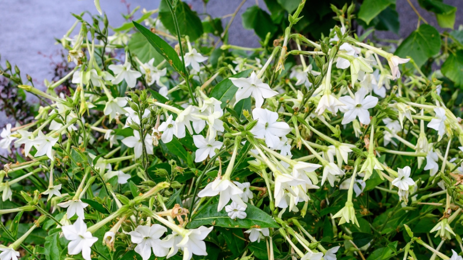 Tabák křídlatý (Nicotiana alata) 