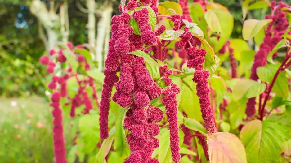 Laskavec ocasatý (Amaranthus caudatus)