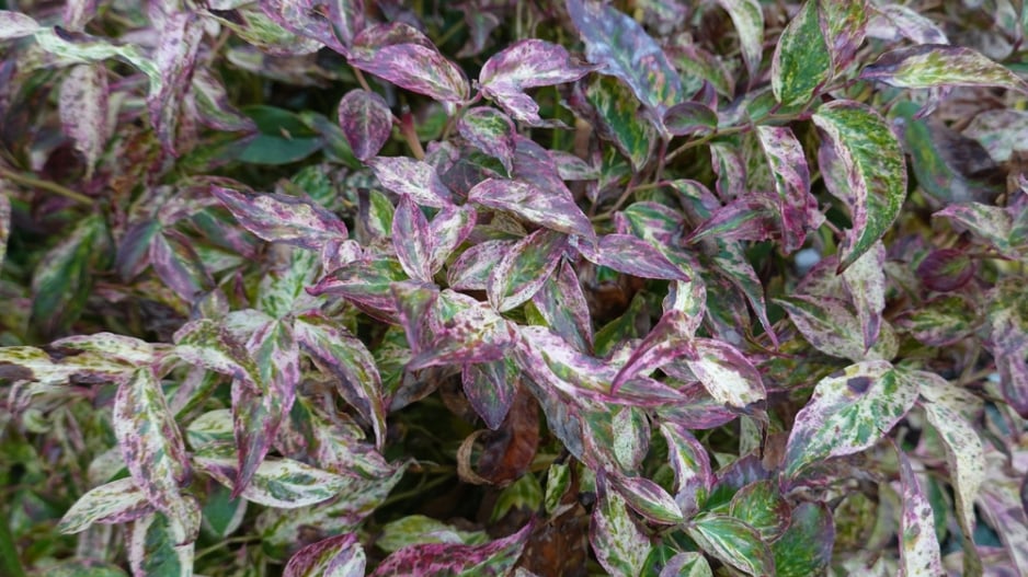 Leucothoe fontanesiana ´Makijaz´