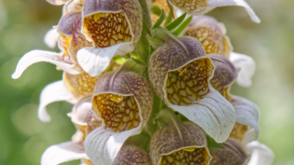 Náprstník vlnatý (Digitalis lanata) 