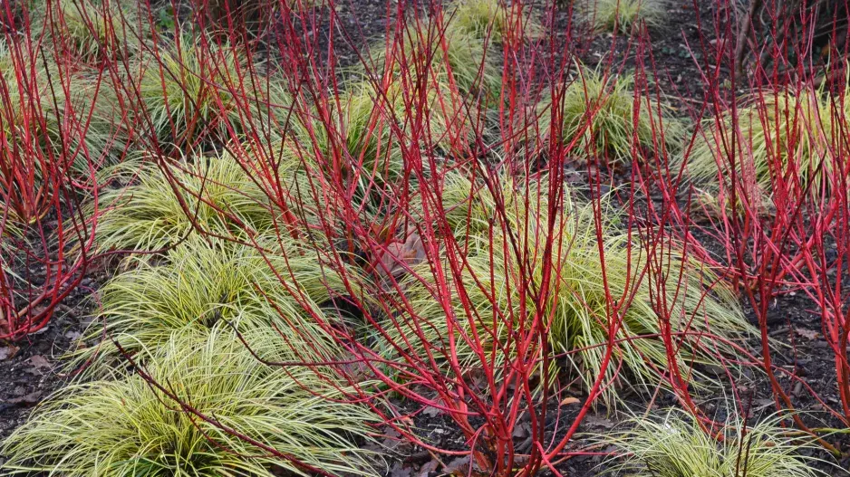 Ostřice ošimenská 