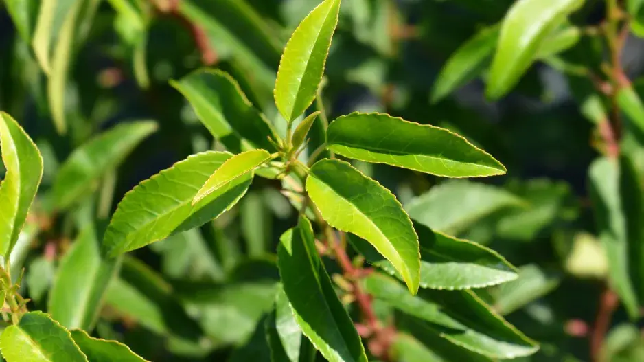 Portugalský vavřín