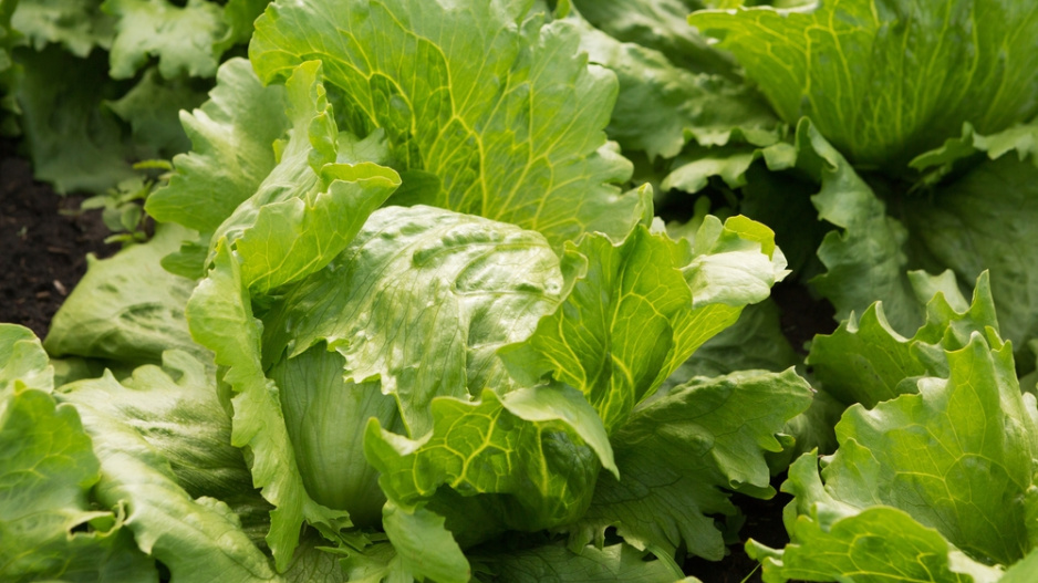 Ledový salát (Lactuca sativa var. Capitata)