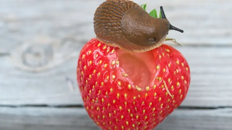 Škůdci na jahodách