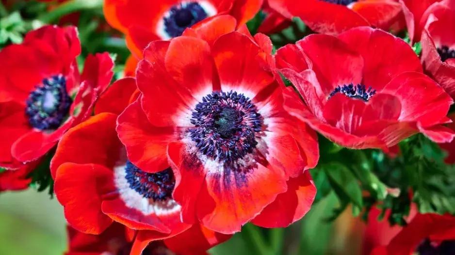 Sasanka věncová (Anemone coronaria)
