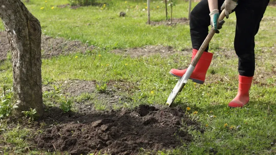 Péče o ovocné stromy Péče o ovocné stromy