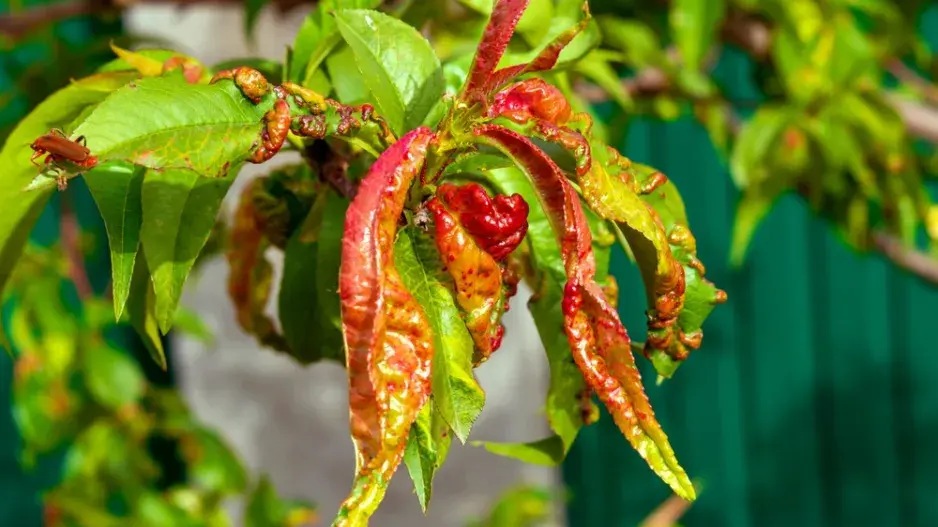 Péče o ovocné stromy Péče o ovocné stromy