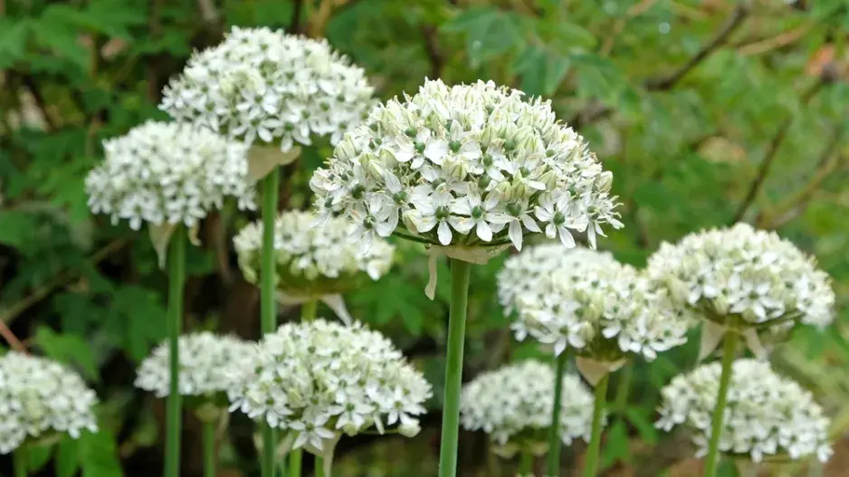 Česnek černý (Allium nigrum)