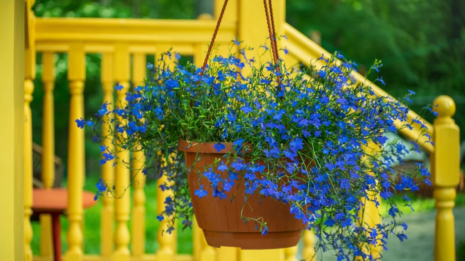 Lobelia 