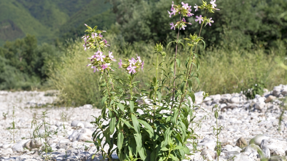 Mydlice lékařská (Saponaria officinalis)
