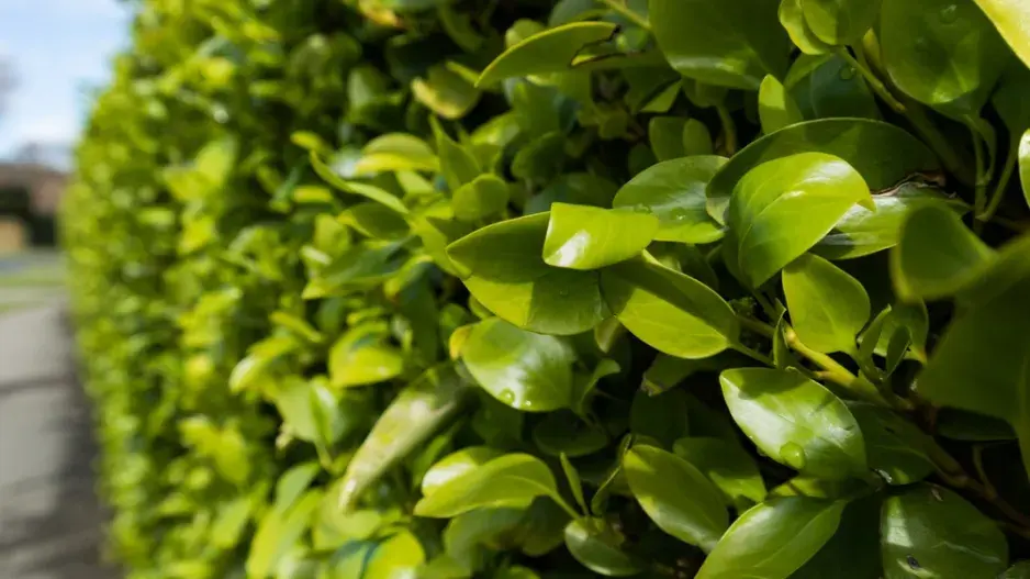 Griselinie Griselinie