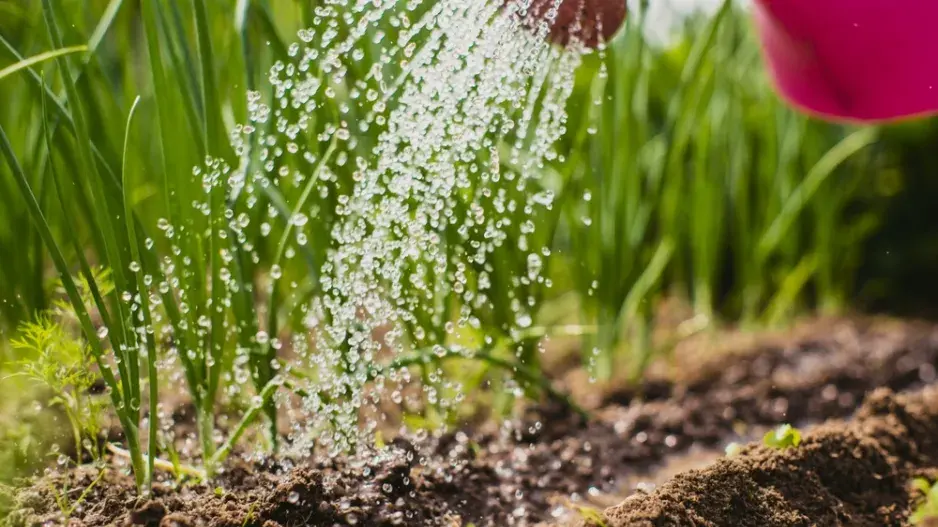 Péče o zahradu v horku