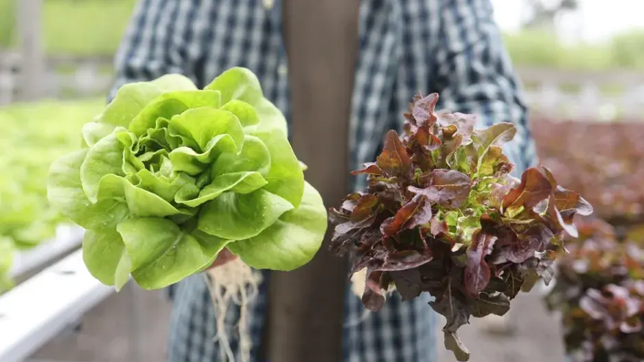 červen výsev zelenina