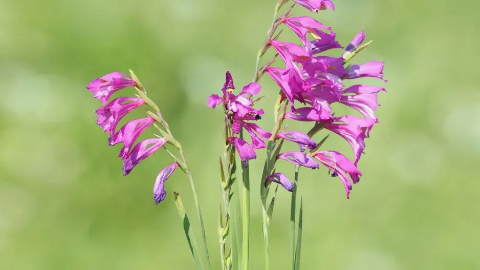 Mečík střechovitý (Gladiolus imbricatus L.)
