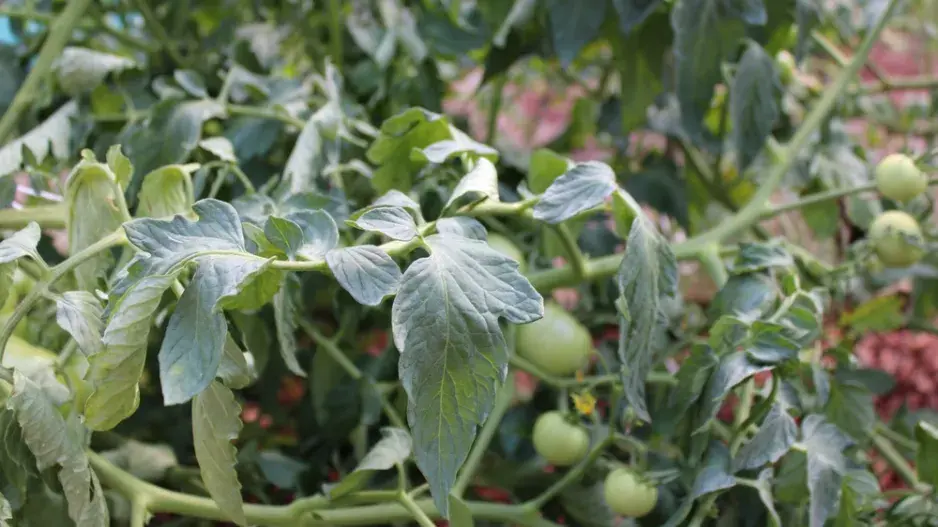 Péče o zahradu v horku