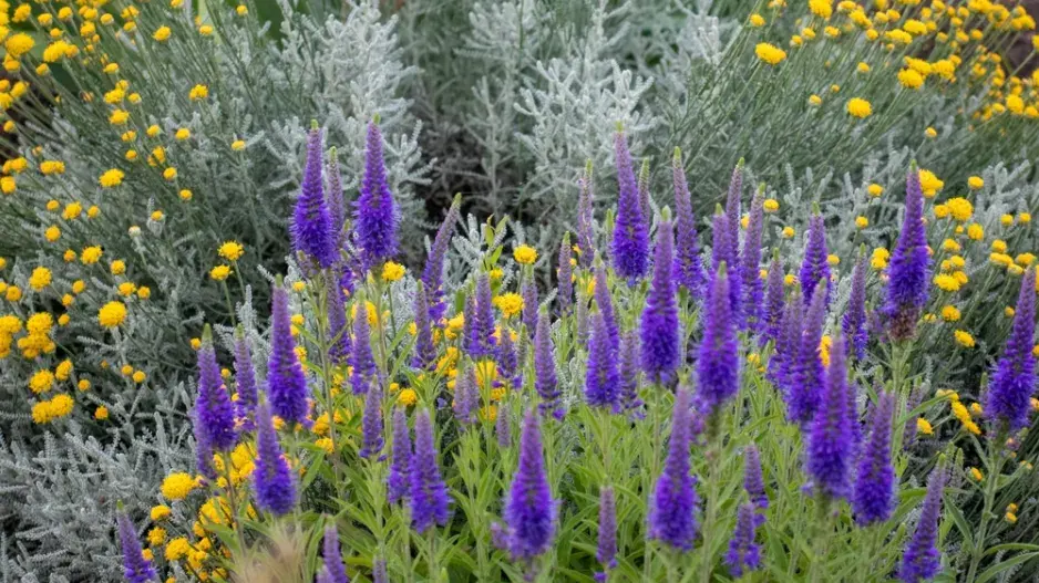 Rozrazil klasnatý (Veronica spicata)