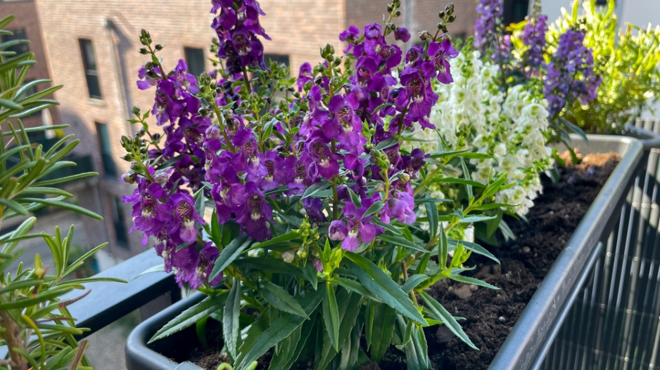 Angelonie úzkolistá (Angelonia angustifolia) 
