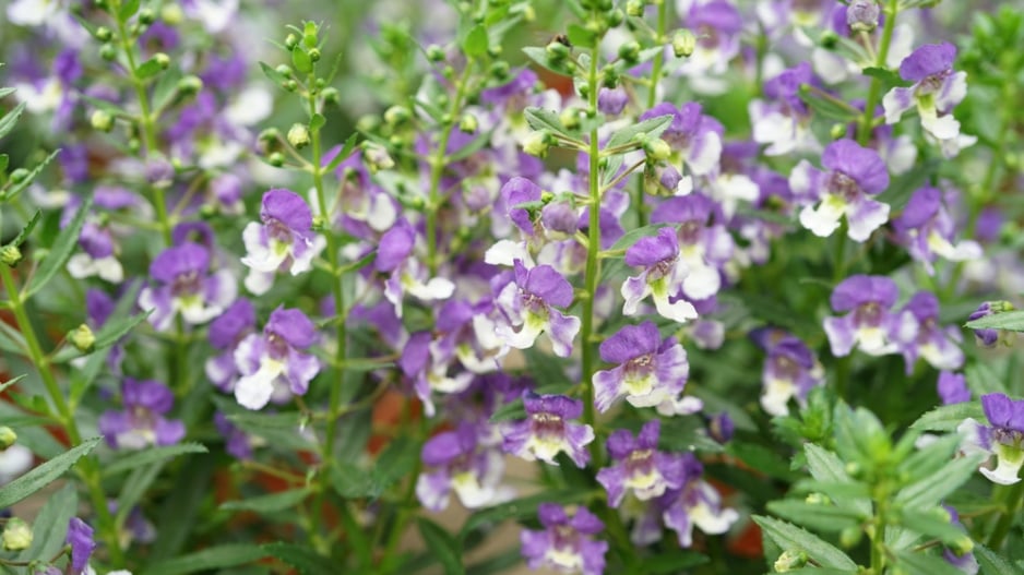 Angelonie úzkolistá (Angelonia angustifolia) 