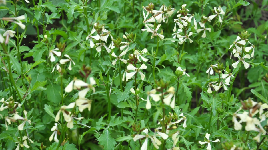 Roketa setá (Eruca sativa) 