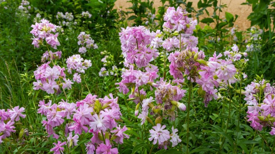 Mydlice lékařská (Saponaria officinalis)