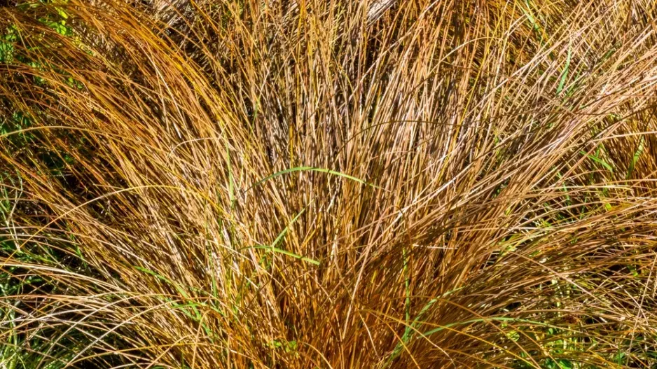 Ostřice chocholatá