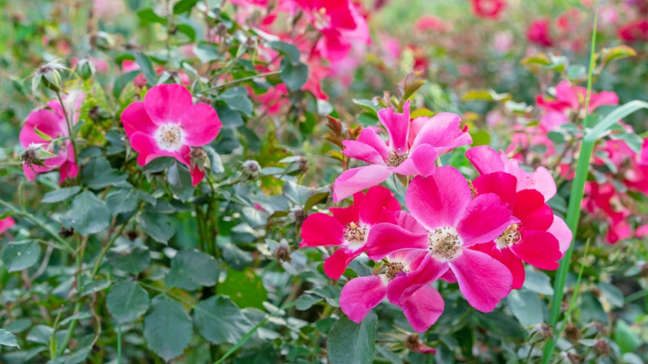 Růže převislá (Rosa pendolina) 