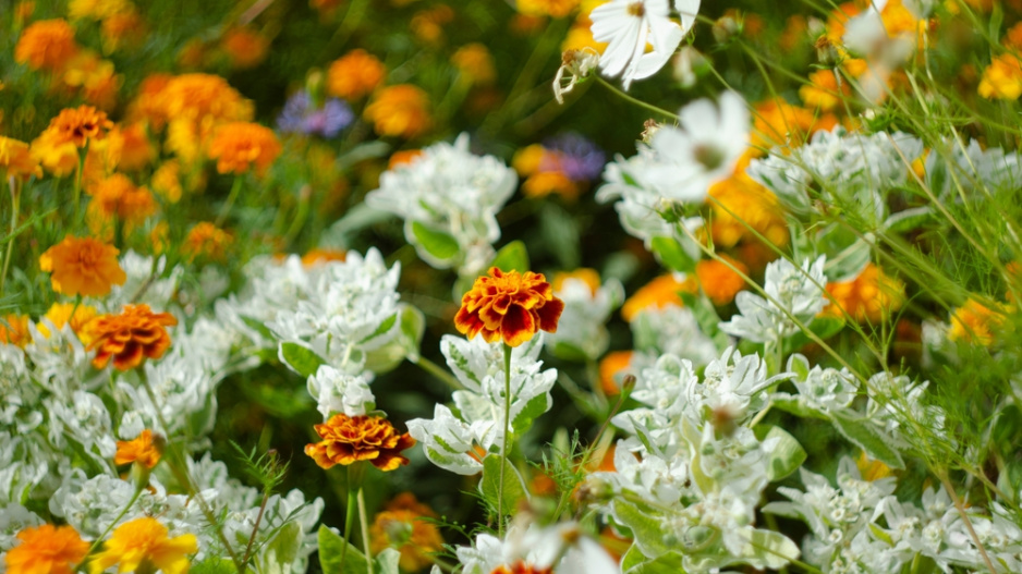 Pryšec vroubený (Euphorbia marginata)