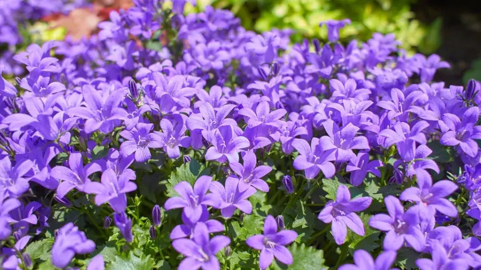 Zvonek dalmatský (Campanula portenschlagiana) 