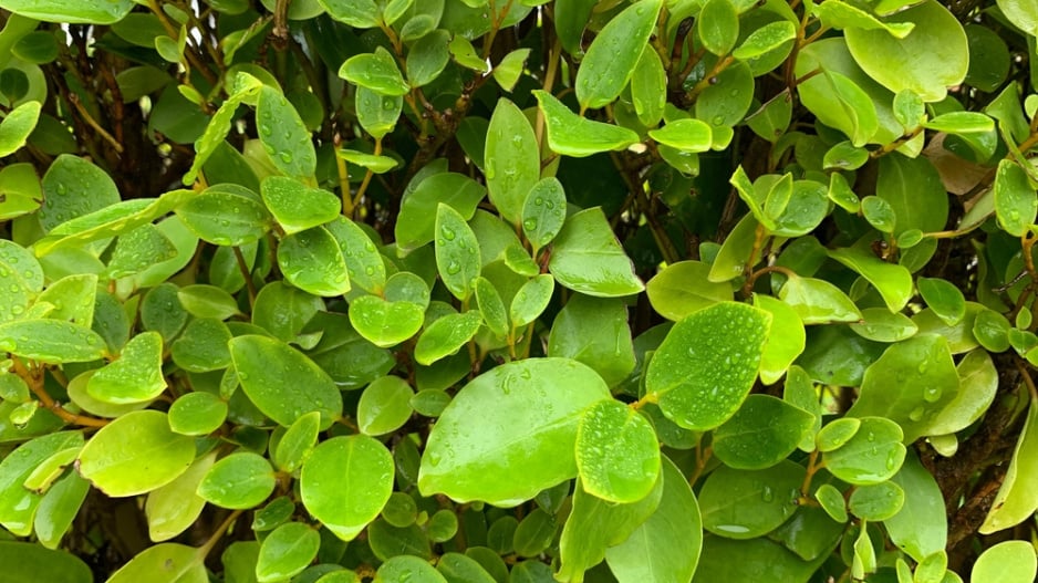 Griselinie