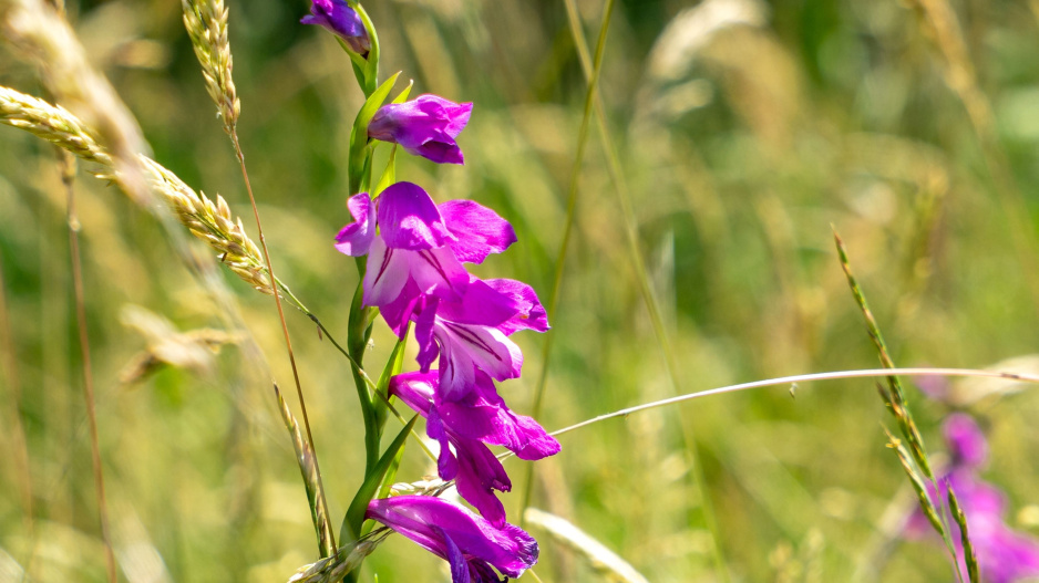 Mečík střechovitý (Gladiolus imbricatus L.) 