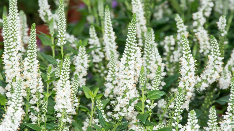 Rozrazil klasnatý (Veronica spicata) 
