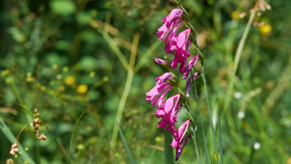 Mečík střechovitý (Gladiolus imbricatus L.) 