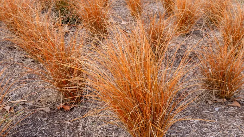 Ostřice chocholatá