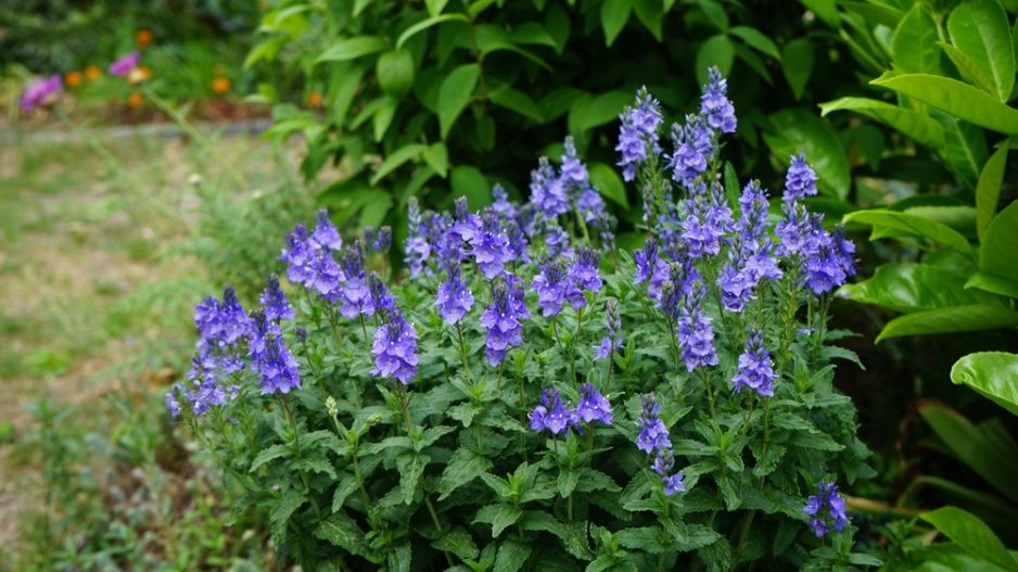 Rozrazil ožankový (Veronica teucrium)