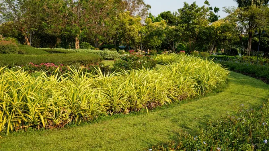 Ostřice ošimenská 